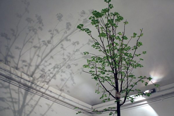 albero_verde_web